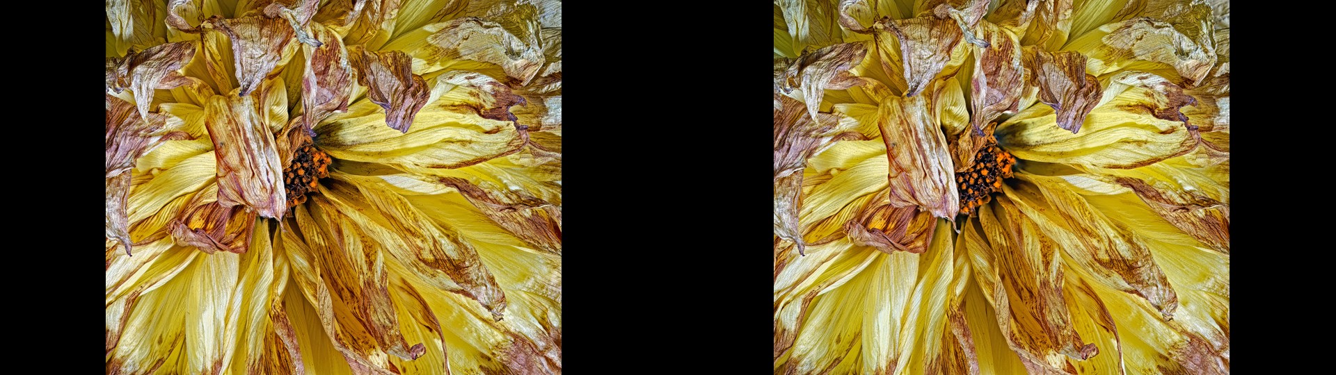 Dried Dahlia